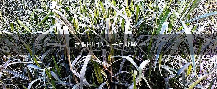 吞服的相关句子有哪些,第1张