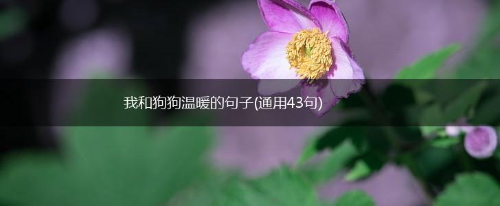 我和狗狗温暖的句子(通用43句),第1张