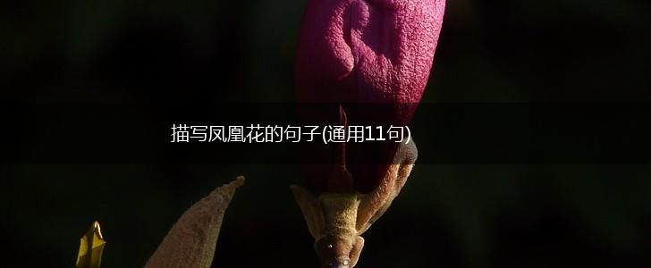 描写凤凰花的句子(通用11句),第1张