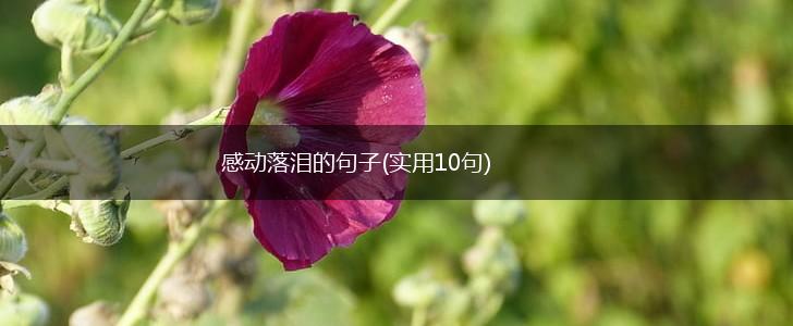 感动落泪的句子(实用10句),第1张
