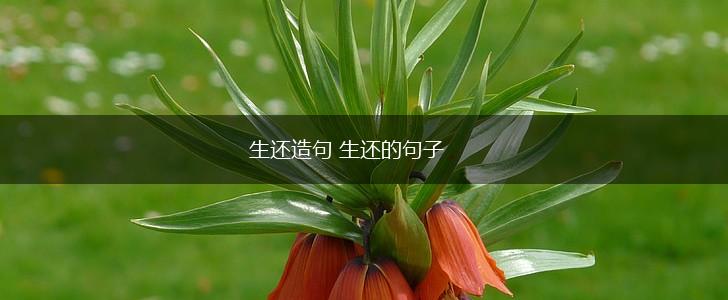 生还造句 生还的句子,第1张