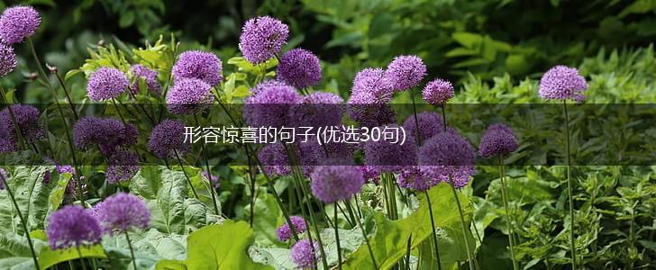 形容惊喜的句子(优选30句),第1张