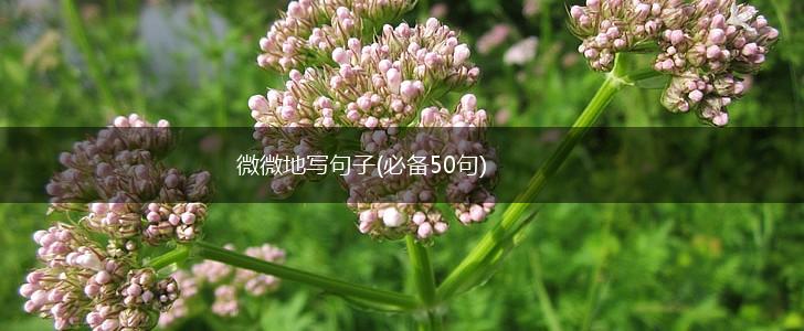 微微地写句子(必备50句),第1张