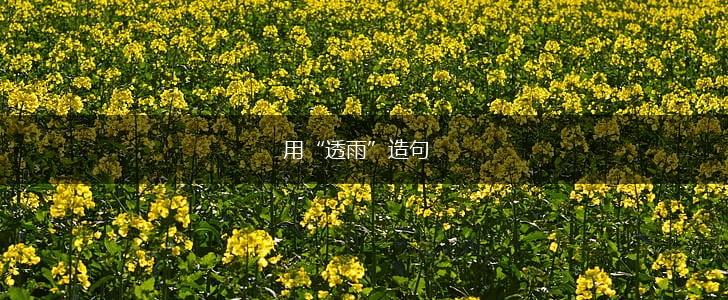 用“透雨”造句,第1张