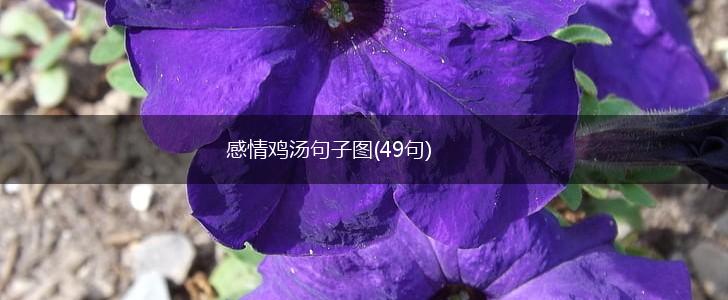 感情鸡汤句子图(49句),第1张