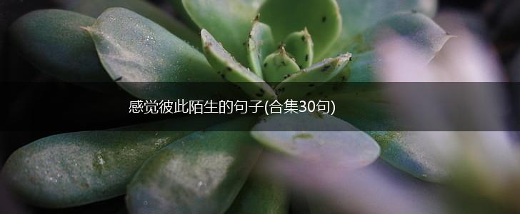 感觉彼此陌生的句子(合集30句),第1张