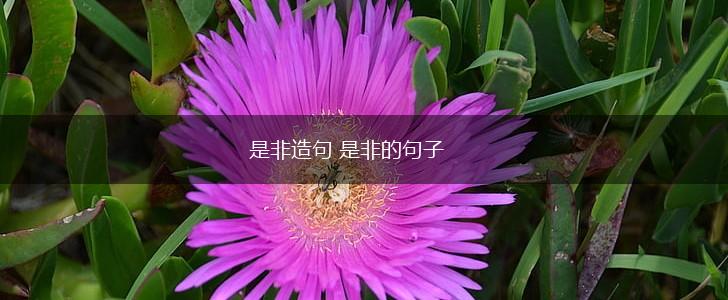 是非造句 是非的句子,第1张