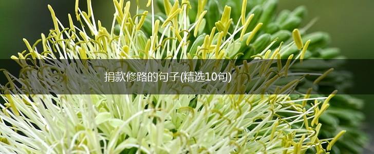 捐款修路的句子(精选10句),第1张
