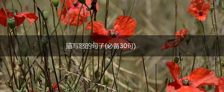 描写怒的句子(必备30句),第1张
