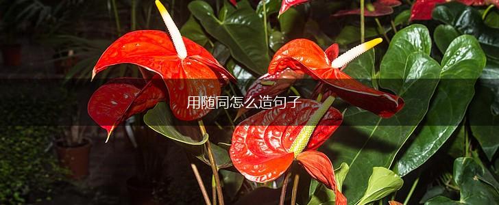 用随同怎么造句子,第1张