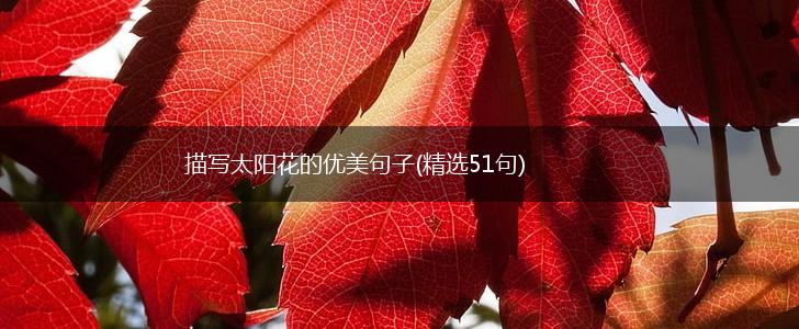 描写太阳花的优美句子(精选51句),第1张