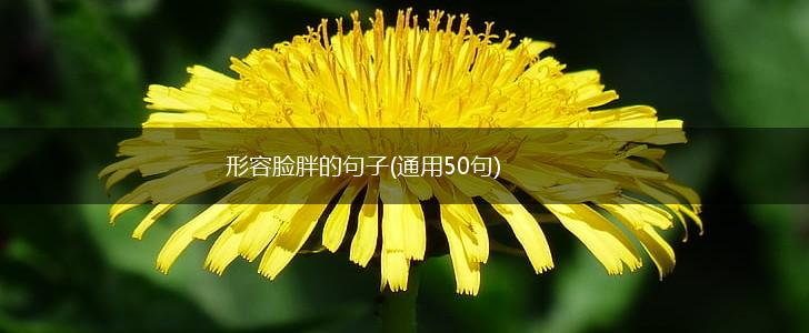 形容脸胖的句子(通用50句),第1张