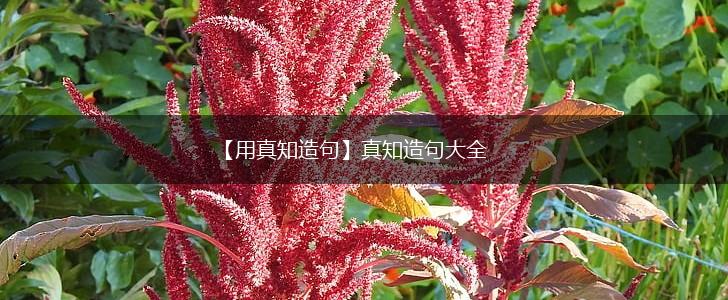 【用真知造句】真知造句大全,第1张
