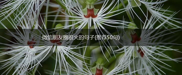 微信朋友圈很火的句子(推荐50句),第1张