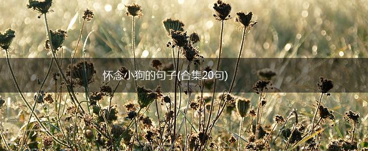 怀念小狗的句子(合集20句),第1张