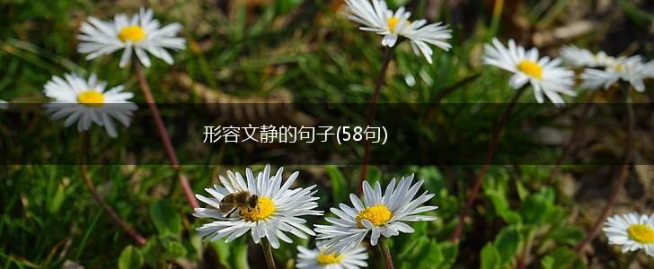 形容文静的句子(58句),第1张