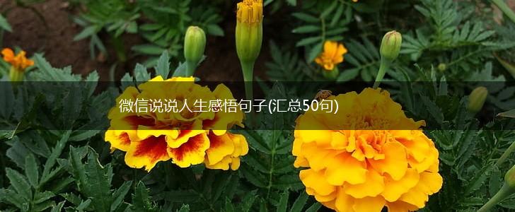 微信说说人生感悟句子(汇总50句),第1张