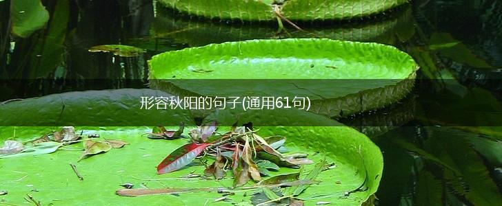 形容秋阳的句子(通用61句),第1张