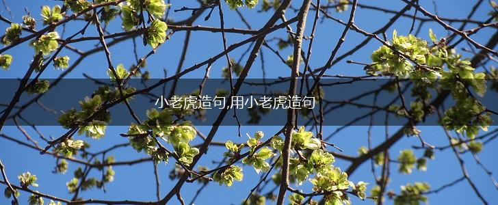 小老虎造句,用小老虎造句,第1张