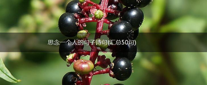 思念一个人的句子诗句(汇总50句),第1张