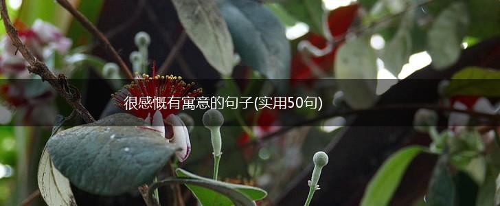 很感慨有寓意的句子(实用50句),第1张 很感慨有寓意的句子(实用50句),第1张