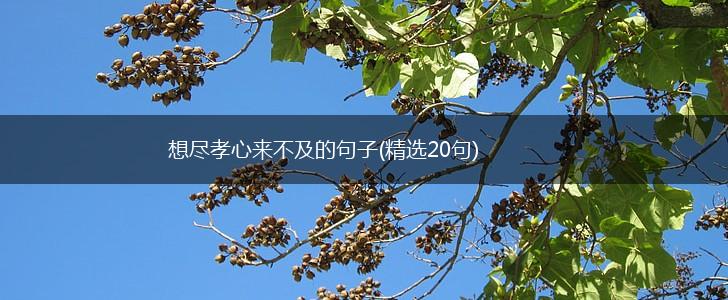 想尽孝心来不及的句子(精选20句),第1张