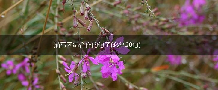 描写团结合作的句子(必备20句),第1张