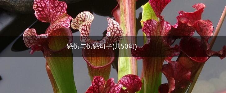 感伤与伤感句子(共50句),第1张