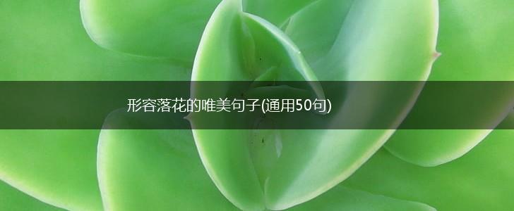 形容落花的唯美句子(通用50句),第1张