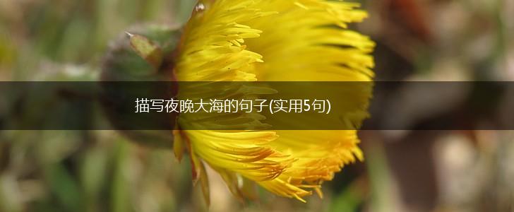 描写夜晚大海的句子(实用5句),第1张