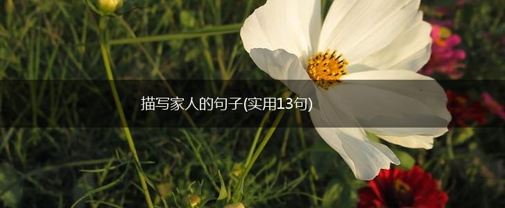 描写家人的句子(实用13句),第1张