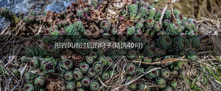 形容风雨过后的句子(精选40句),第1张