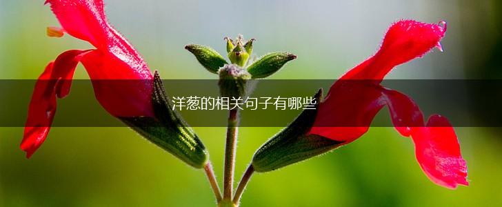 洋葱的相关句子有哪些,第1张