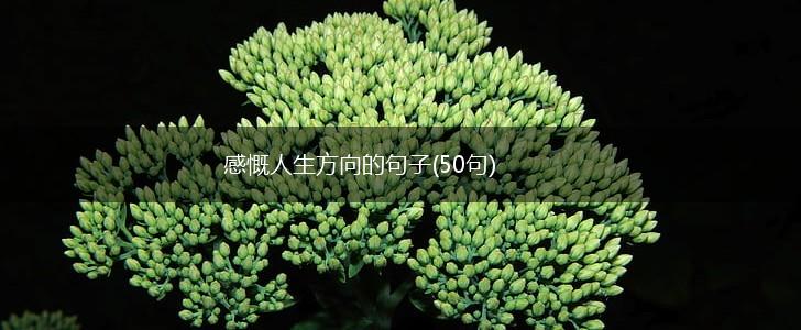 感慨人生方向的句子(50句),第1张