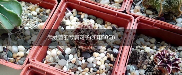我姓董的专属句子(实用50句),第1张