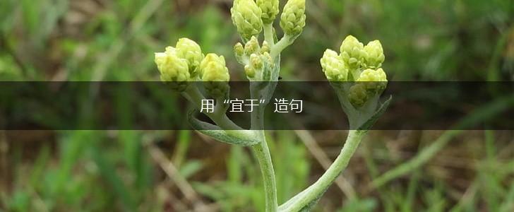 用“宜于”造句,第1张