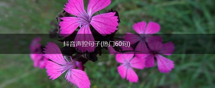 抖音声控句子(热门60句),第1张