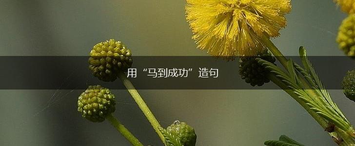 用“马到成功”造句,第1张
