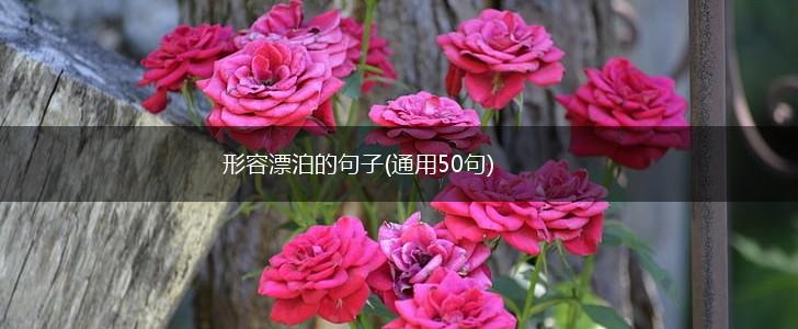 形容漂泊的句子(通用50句),第1张