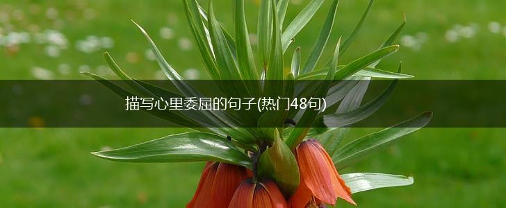 描写心里委屈的句子(热门48句),第1张