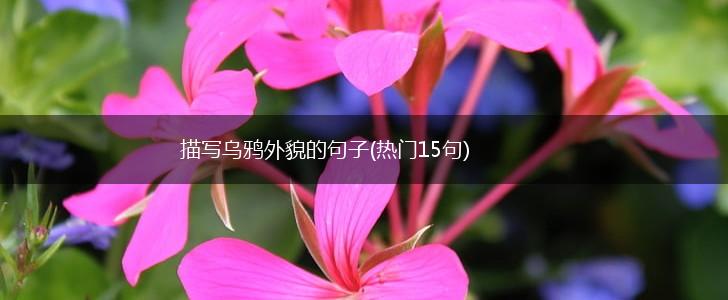 描写乌鸦外貌的句子(热门15句),第1张