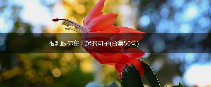 很想跟你在一起的句子(合集50句),第1张