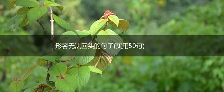 形容无法回头的句子(实用50句),第1张