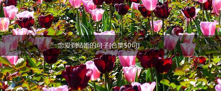 恋爱到结婚的句子(合集50句),第1张