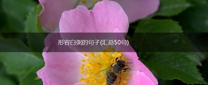 形容白粥的句子(汇总50句),第1张