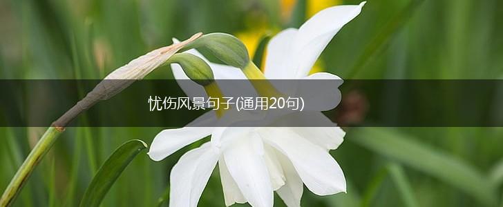 忧伤风景句子(通用20句),第1张