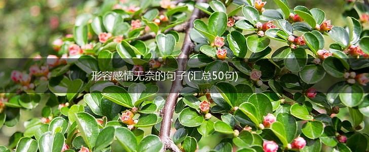 形容感情无奈的句子(汇总50句),第1张
