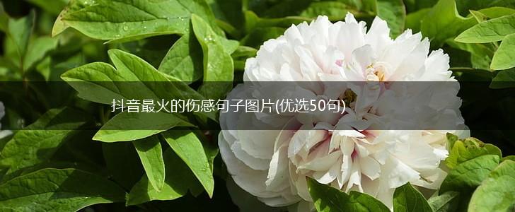 抖音最火的伤感句子图片(优选50句),第1张