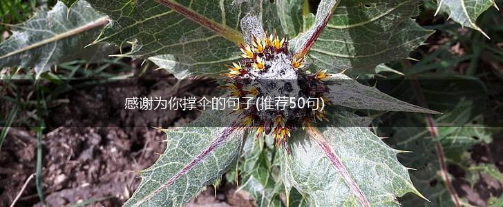 感谢为你撑伞的句子(推荐50句),第1张