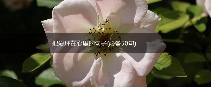 把爱埋在心里的句子(必备50句),第1张